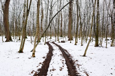 Fotoğraf, karlı bir ormanda kıvrılan bir orman yolunu gösteriyor. Ağaçlar uzun ve ince, yaprakları yok ve dalları gökyüzüne doğru uzanıyor..