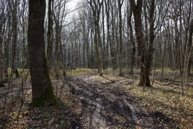 Fotoğraf, sık bir ormanda kıvrılan bir orman yolunu gösteriyor. Ağaçlar uzun ve ince, yaprakları yok ve dalları gökyüzüne doğru uzanıyor..