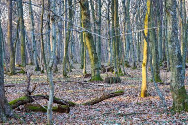 Güneş ışığı sık bir ormanın içinden geçer, ağaç gövdelerini ve yerdeki yaprakları aydınlatır. Uzun, ince, yapraksız ağaçlar birbirine yakın duruyor, derinlik ve boşluk hissi yaratıyor..