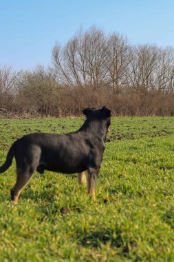 Ön planda, orta büyüklükte siyah ve bronz renkli bir köpek yeşil bir alanda durup mesafeye bakarken resmedilir. Köpeğin güçlü bir yapısı var, kısa saçlı, pençelerinde ve ağızlık izleri var. Kulakları dik, kuyruğu aşağıda..