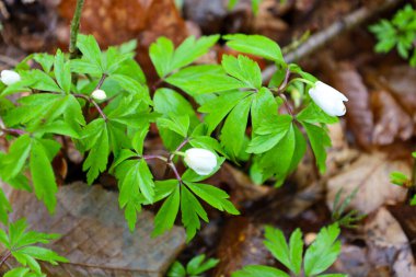 Fotoğraf, düşen yaprakların arasından çıkan beyaz ahşap şakayıkların yakın çekimini gösteriyor. Bazı çiçekler narin beyaz yapraklarını sergilerken, bazıları hala tomurcuk aşamasında..