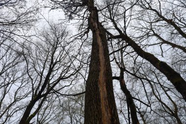 Fotoğraf, diğer yapraksız ağaçlarla çevrili hasarlı gövdesi olan uzun bir ağacın altından bir manzara gösteriyor. Ağaç gövdesinde uzun bir çatlak görülüyor, daha hafif odunları ortaya çıkarıyor..