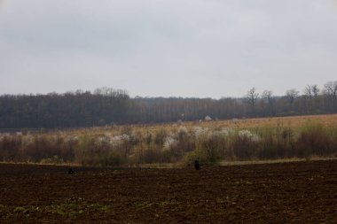 Bulutlu gri bir gökyüzünün altındaki kırsal manzaranın panoramik görüntüsü. Ön planda, yeni sürülmüş koyu kahverengi bir toprak alanı küçük yeşil filizlerle uzanıyor..