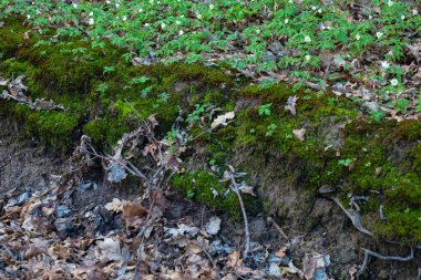 Bahar ormanı toprağı düşen meşe yapraklarıyla kaplı. Parlak yeşil yosun küçük bir tepenin yamacında büyüdü..