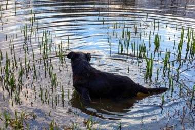 Siyah kıvırcık saçlı bir köpek genç yeşil çimenlerin arasında sığ sularda duruyor. Su durgun, köpeğin hareketlerinden gelen küçük dalgalar bulutlarla mavi gökyüzünü yansıtıyor..
