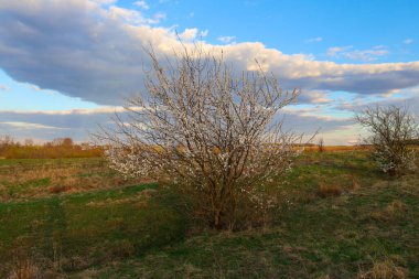 Baharın başlarında, narin beyaz çiçeklerle kaplı küçük bir ağaç bir tarlada çiçek açtı..