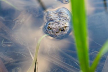 Bir kurbağa çimenlerin arasında bulanık suda yüzer. Sadece kafası, doğrudan objektife bakan anlamlı gözlerle görülebilir. Kurbağanın derisi pürüzlüdür, kahverengi-gridir..