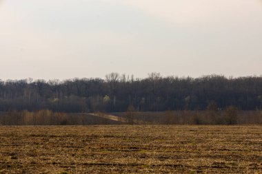 Ukrayna 'da ilkbaharın başlarında soluk, neredeyse bulutsuz bir gökyüzünün altında kırsal alan. Ön planda, kuru ot kalıntıları ve ekilmiş topraklarla bir tarla uzanıyor, ekime hazırlanıyor..