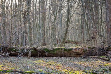 Ön planda yosun ve kuru yapraklarla kaplı büyük bir gövde uzanıyor. Güneş ışığı ince dalların arasından geçer ve orman tabanında uzun gölgeler yaratır..