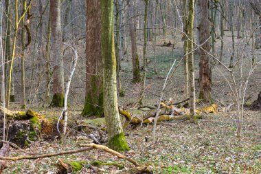 Doğanın uyandığı Ukrayna 'daki bahar ormanı. Çıplak dalları olan uzun ağaçlar açık gökyüzüne doğru uzanır. Zemin, ilk yeşil çimenlerin filizlendiği düşmüş kahverengi yapraklarla kaplıdır..