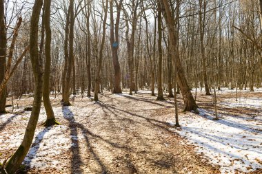 Kar kalıntıları ve düşen yapraklarla dolu bir orman yolu uzun ve çıplak ağaçların arasında uzanıyor. Ağaç gövdeleri düz ve yukarı doğru uzanıyor, yapraksız dalları yerde uzun gölgeler oluşturan parlak güneş ışığına izin veriyor..