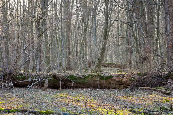 Ön planda yosun ve kuru yapraklarla kaplı büyük bir gövde uzanıyor. Güneş ışığı ince dalların arasından geçer ve orman tabanında uzun gölgeler yaratır..