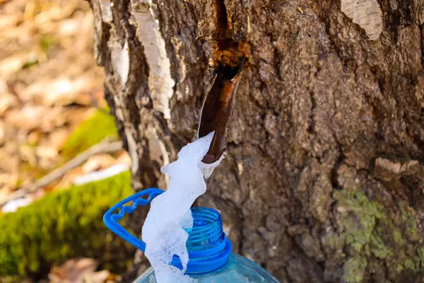 İlkbaharın başlarında huş ağacı özsuyu toplama sürecinin yakın çekimi. Huş ağacının gövdesine bir delik açıldı, içine metal bir tüp yerleştirildi..