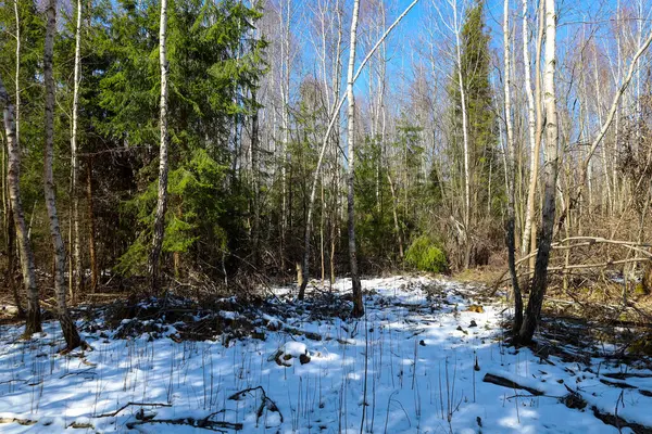 Karla kaplı zemin ve çeşitli ağaçlarla kaplı kış ormanı manzarası. Ön planda, kar kısmen zemini kaplıyor, yapraklar ve dallarla görülebiliyor..