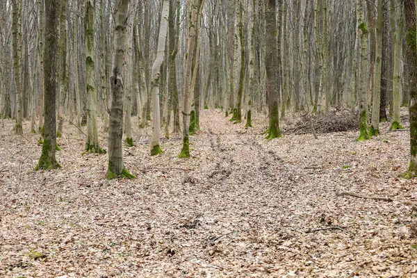 Uzun, ince yapraksız ağaçlarla dolu sık bir ormanın içinden geçen bir orman yolu. Ağaç gövdeleri düz ve gri kabuk ile kaplı, bazı tabanında yeşil yosun görünür.