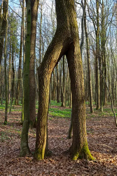 İki ayrı gövdenin üst kısımda birleşerek tek bir güçlü dala dönüştüğü sıra dışı bir yetişkin ağaç orman sahnesinin merkezine hakim oluyor. Ağacın kabuğu pürüzlü, kahverengimsi gri, dikey çatlaklar ve düzensizlikler var..