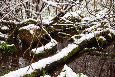 Küçük bir orman deresi, kısmen karla kaplı, yosun kaplı ağaçlar ve dallar arasında akar. Nehrin kıyısında, ilk yeşil filizler ve beyaz kar taneleri görülebilir, kar örtüsünün içinden yükseliyor..