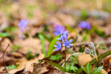 Yakın plan, Ukrayna 'da ilkbaharda düşen meşe yaprakları arasında açan hassas mavi alp Squill (Scilla bifolia) çiçeklerini gösteriyor..