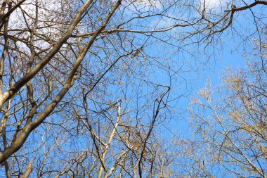 Yapraksız ağaçların taçlarının altından Ukrayna 'da açık beyaz bulutlarla mavi bir bahar gökyüzünün arka planına bakan bir manzara..