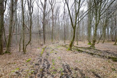 Ukrayna 'da kasvetli bir bahar günü. Zemin düşmüş kahverengi yapraklarla kaplı, bazı yerlerde tekerlek izleri var, yumuşak toprakta sığ paslar oluşturuyor..