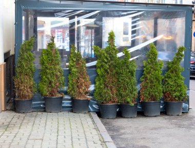 Ukrayna 'nın bir kentindeki kaldırım boyunca, altı doğu beyaz sedir (Thuja occidentalis) siyah plastik kaplarda dizilmiştir. Bazı haydutların sarı iğneleri var..