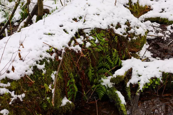 Gövdede ve çevresinde hâlâ küçük kar parçaları var. Bu da son kış yağmurunu gösteriyor. Ağacın nemli kabuğu çeşitli yosun türleriyle kaplıdır ve zengin bir doku oluşturur..
