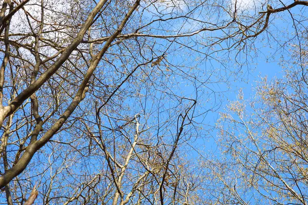 Yapraksız ağaçların taçlarının altından Ukrayna 'da açık beyaz bulutlarla mavi bir bahar gökyüzünün arka planına bakan bir manzara..