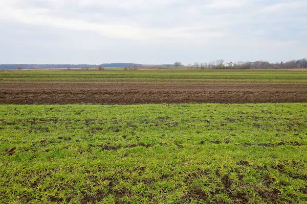 Ukrayna 'nın bahar kırsalında bulutlu bir gökyüzü altında. Ön planda, ilk kış ekinlerinin filizlendiği yeşil bir alan görülebilir..