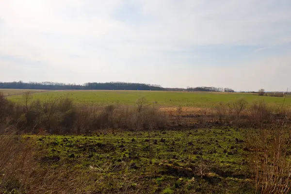 Ukrayna 'da açık mavi gökyüzü altında açık beyaz bulutlu geniş bir bahar manzarası. Önplanda, kuru sapları ve dalları bazı yerlerde görünür olan, tepelik bir alanda genç yeşil çimenler yetişir..