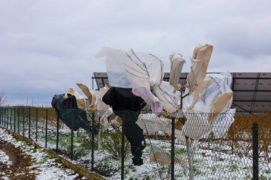 Kış soğuğundan korunan ve beyaz ve siyah agrotextile sarılı genç meyve ağaçları, karla kaplı bir tarlada metal bir ağ çiti boyunca dururlar. Arka planda güneş panelleri ve bulutlu bir gökyüzü görülebilir.