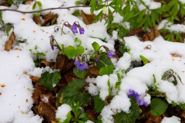 İlkbaharın başlarında mor çiçekler karların ve düşen yaprakların kalıntıları arasından çıkar. Narin mor yapraklar, beyaz kar ve kahverengi yaprakların arkaplanına karşı açılır..