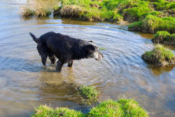 Siyah tüylü bir köpek yeşil bankalar arasında sığ ve bulanık bir suda duruyor. Köpek dikkatlice aşağıya bakıyor, muhtemelen bir şey arıyor. Su durgun, yağmurdan ya da köpeğin hareketlerinden kaynaklanan küçük dalgalanmalar var..
