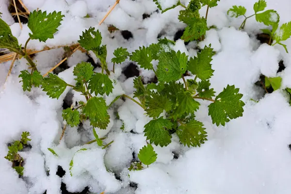 Beyaz karın içinden çıkan yeşil ısırgan otlarının yakın çekimi. Bitkilerin keskin tırtıklı yaprakları karın yumuşak dokusuyla tezat oluşturuyor. Sapları ince ve yeşil, küçük kıllarla kaplı..