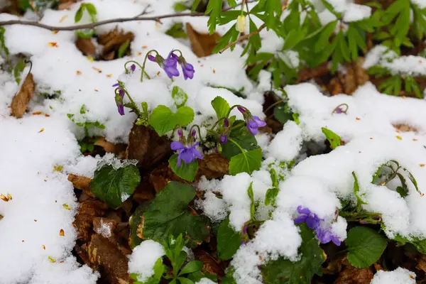İlkbaharın başlarında mor çiçekler karların ve düşen yaprakların kalıntıları arasından çıkar. Narin mor yapraklar, beyaz kar ve kahverengi yaprakların arkaplanına karşı açılır..