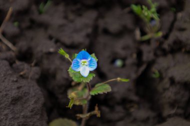 Pers yarış pistinin (Veronica Persica) küçük mavi çiçeğinin ya da koyu renk renkte açan duvar hız limitinin (Veronica agrestis) yakın plan görüntüsü.