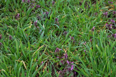 Mor ölü ısırgan otlarının (Lamium purpureum) küçük çiçekli bitkilerinin mor infloresans ile dağıldığı nemli topraklarda filizlenen yeşil çimenlerin yakın çekimi.