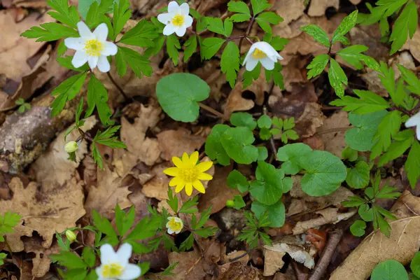 İlkbaharın başlarında, orman zemininde (Anemone nemorosa) ahşap şakayık çiçekleri (Anemone nemorosa) ve daha az selandinli (Ficaria verna) parlak sarı bir çiçek açmıştır..
