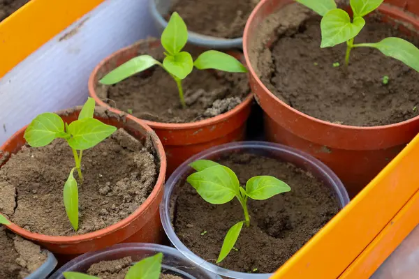 Genç yeşil biber tohumları koyu ve nemli toprakla dolu küçük kahverengi ve şeffaf plastik kaplarda yetişir. Tencereler turuncu ve beyaz tepsilere yerleştirilmiş..