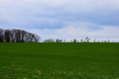 Geniş yeşil bir buğday tarlası ufuk çizgisine uzanan bulutlu bahar gökyüzünün altındaki ağaçlara doğru uzanır.