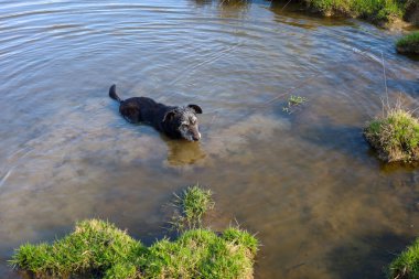 Siyah bir köpek yeşil çimlerle kaplı bir kıyıya yakın sığ sularda yüzer. Su sakin, yüzeyde küçük dalgalanmalar var. Sahil şeridi düzensizdir, sudan çıkan küçük çimen adaları vardır..