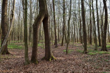 Bahar ormanı, uzun ince ağaçların parlak gökyüzüne doğru uzandığı yer. Zemin, ilk taze yeşil çimenlerin ve yalnız bahar çiçeklerinin filizlendiği düşmüş kahverengi yapraklarla kaplıdır..