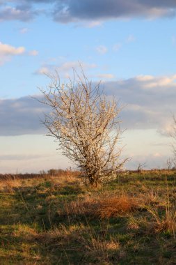Siyah dikenli çalılar, bahar manzarasının arka planında beyaz bir bulut gibi görünür. Doğanın uyanışını ve çiçeklenmenin güzelliğini simgeler..