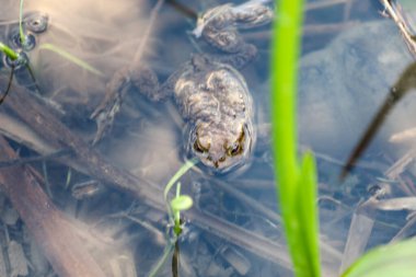 Ukrayna 'daki çim gövdeleri ve diğer su bitkisi kalıntıları arasında sığ sularda yüzen sıradan bir kurbağa (Bufo bufo) manzarası. Kurbağanın sırtında açık renkli gri bir leke vardır. Büyük altın gözleri yukarıya yöneliktir..