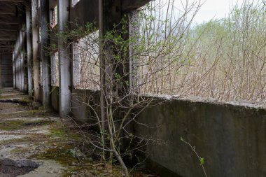 Terk edilmiş beton bir binanın içinde doğa yavaş yavaş alanı geri alıyor. İlk yeşil yapraklı genç ağaçlar ve çalılar kırık pencere açıklıklarında filizlenerek gri harap olmuş betonla çelişiyor..
