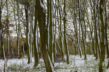 Gövdeleri kısmen karla kaplı birçok ince ağacın olduğu bir kış ormanı manzarası. Yerde de ince bir kar tabakası var. Düşen yapraklar ve erimiş bölgeler görülebiliyor..