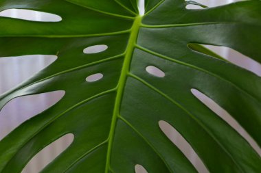 Karakteristik kesikleri ve delikleriyle parlak yeşil bir canavar yaprağının yakın çekimi. Merkezi saptan yayılan açık yeşil damarlar görülebilir. Yaprağın parlak bir yüzeyi var..