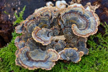 Eski bir yosun kaplı kütük üzerinde büyüyen, muhtemelen Türkiye Kuyruğu (Trametes versicolor) adlı bir grup mantara yakın çekim.
