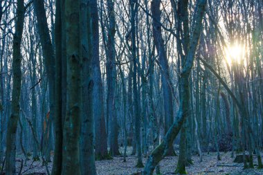 Uzun yapraksız ağaçlarla dolu sık bir ormanda gün batımı. Güneş ışığı gövdeleri ve dalları delip geçerek yerde yapraklarla kaplı uzun gölgeler yaratır..