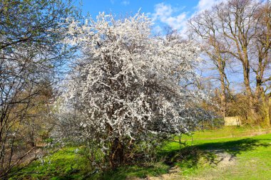 İlkbaharın başlarında, bol miktarda çiçek açan bir siyah diken (Prunus spinosa) ağacı, aynı zamanda sloe olarak da bilinir, sayısız küçük beyaz çiçeklerle kaplıdır..