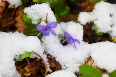 Erken dönem köpek menekşesinin (Viola reichenbachiana) iki narin mor çiçeğinin yakın çekimi kar kalıntıları arasında ortaya çıkar. Çiçekleri çevreleyen yeşil yapraklar ve düşmüş kahverengi yapraklar kısmen karla kaplı..